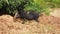 Small black piglet standing on dirt ground next to tree