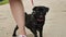 Small black pug puppy barks. Angry dog barking to the camera. Dog guards