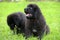 Small black puppies of Newfoundland