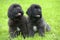 Small black puppies of Newfoundland