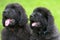 Small black puppies of Newfoundland