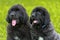 Small black puppies of Newfoundland