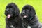 Small black puppies of Newfoundland