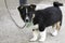 A small black puppy with a white breast stands on the concrete floor