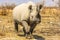 Small black rhino