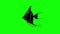 Small Black Scalare Angelfish Chroma Key