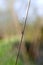 Small Black Spider Climbing Wildgrass To eat Bug from Web