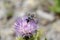 A Small Black-striped Native Bee Pollinating Eaton\\\'s Thistle