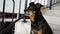 A small black thoroughbred dog sits on the stairs.