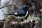 Small Black-throated Blue Warbler avian perched atop a tree branch