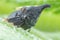 Small Black Treehopper on Sunflower Stem