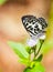 Small black and white Common Pierrot butterfly