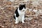 Small black and white domestic cat looking curiously in distance while sitting on gravel forest path covered with dried fallen