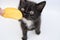 small black and white kitten eats fluted potato chips . close-up, selective focus