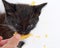 small black and white kitten eats fluted potato chips . close-up, selective focus