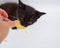 a small black and white kitten eats fluted potato chips . close-up, selective focus, pet.