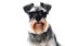 Small black and white miniature schnauzer dog