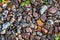 Small black, white and red pebble background with autumn yellow autumn leaves. Top view of stone gravel texture. green