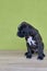 Small black with white spots on nose bridge and neck Boxer puppy on green background.