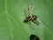 A small black yellow hoverfly sitting on a green leaf