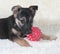 Small black and yellow puppy lying next to ball on fur sofa