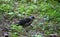 A small Blackbird-mountain ash walks among the thick green grass