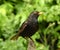 A small blackbird sitting on a wooden stick