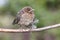 Small Blackbird Turdus merula on branch