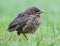 Small Blackbird Turdus merula on grass