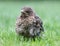 Small Blackbird Turdus merula on grass