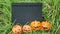 Small blackboard and artificial pumpkins on the grass