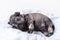 A small blind newborn puppy sleeps on a blanket. Little blind sleeping puppy miniature schnauzer. Pet care