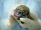 A small blind puppy is gently and carefully held in the palm of his hand by a veterinarian in a blue uniform. The