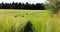 Small blonde girl in jacket is running in a wheat field.