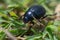 Small bloody-nosed beetle (Timarcha goettingensis)