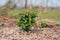 Small blooming bush garden cranberries. Isolated photo