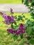 Small Blooming Butterfly Purple Flowers in Oak Grove