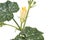 small blooming green pumpkin