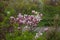 Small blooming pink magnolia tree in the city park.