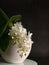 A small blooming white orchid of genus phalaenopsis, variety Soft Cloud, in ceramic pot.