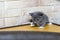 A small blue bicolor kitten on the kitchen corner