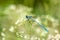 A small blue dragonfly resting on a river plant. Natural background