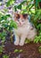 A small blue-eyed kitten on the street.