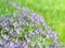 Small blue field flowers on sunlight alpine meadow