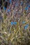 Small blue flax blossom flowers on wild field concept photo.