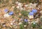 Small blue flax growing on the ground of meditteranean scrubland