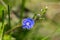 Small blue flower cranesbill closeup