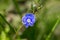 Small blue flower cranesbill closeup