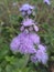 Small blue flower in a garden