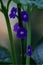 Small Blue flowers and ants in a green stem